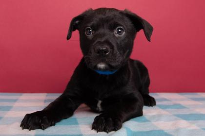 Moth, Adoptable, Puppy Male Retriever & Mixed Breed.