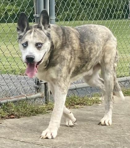 Remy, an adopted mixed breed in Glasgow, KY image 2/2