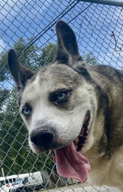 Remy, adopted, Senior Male Siberian Husky.