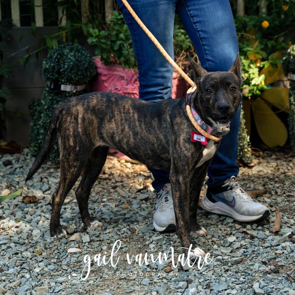Val, Adoptable, Adult Female Feist.