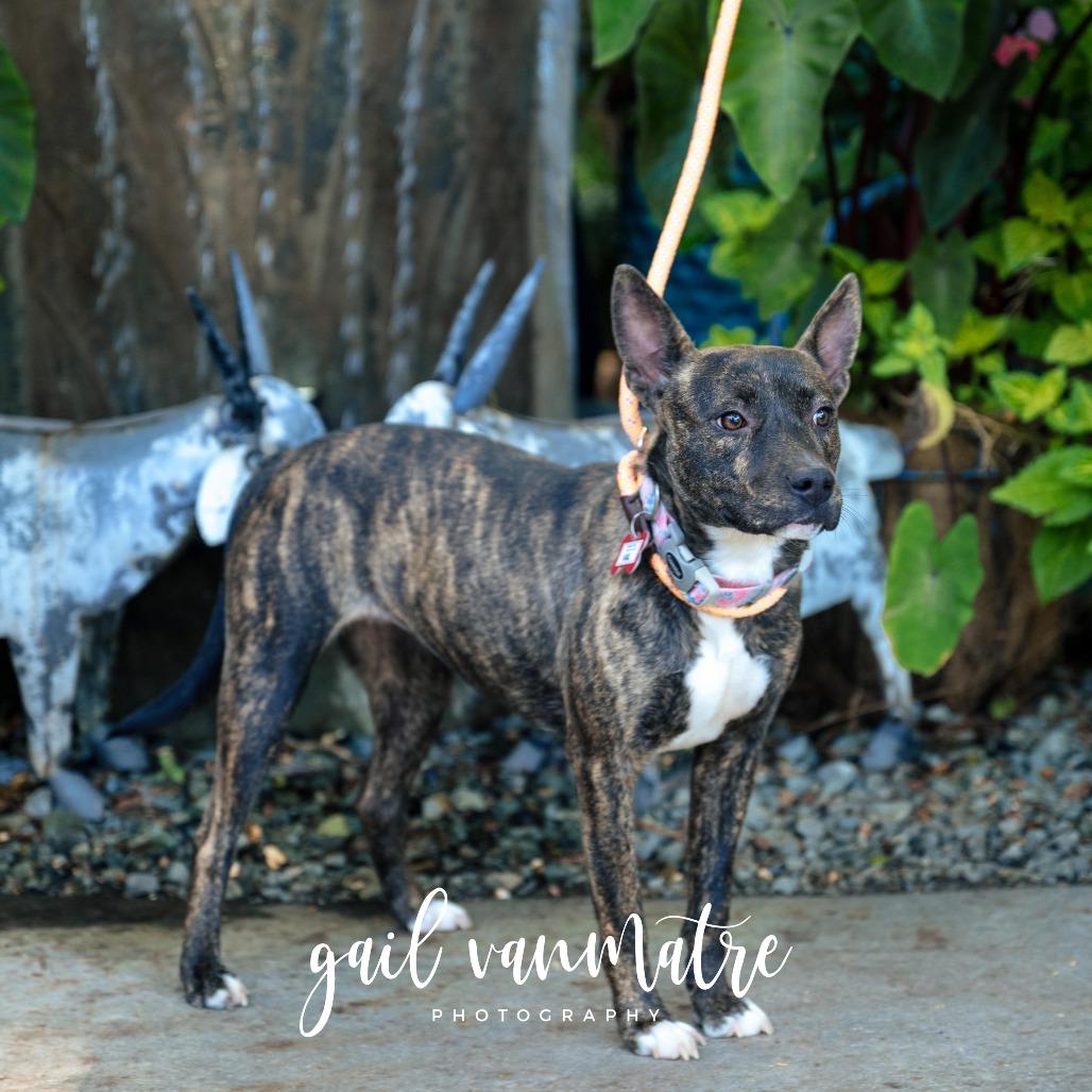 Enlarge Val, a Adoptable Feist in Wake Forest, NC image 2/6