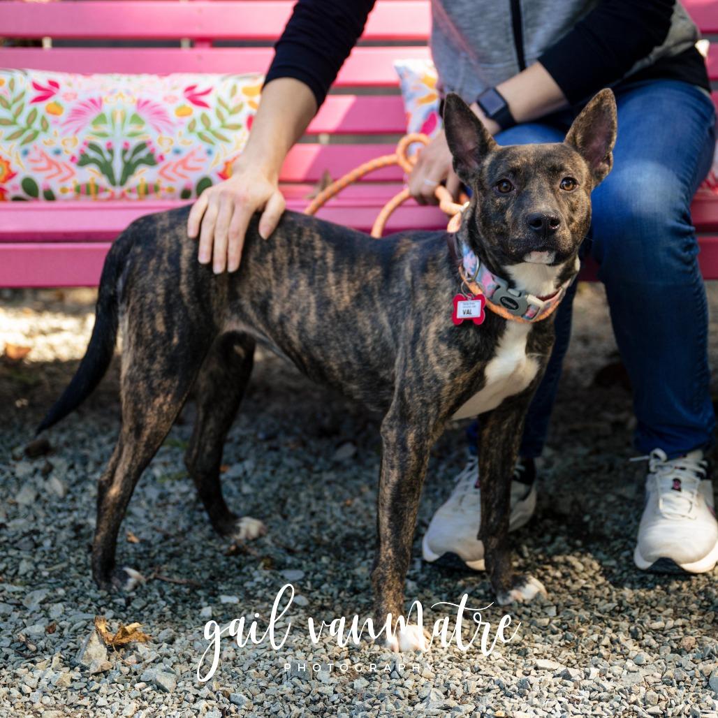 Enlarge Val, a Adoptable Feist in Wake Forest, NC image 3/6