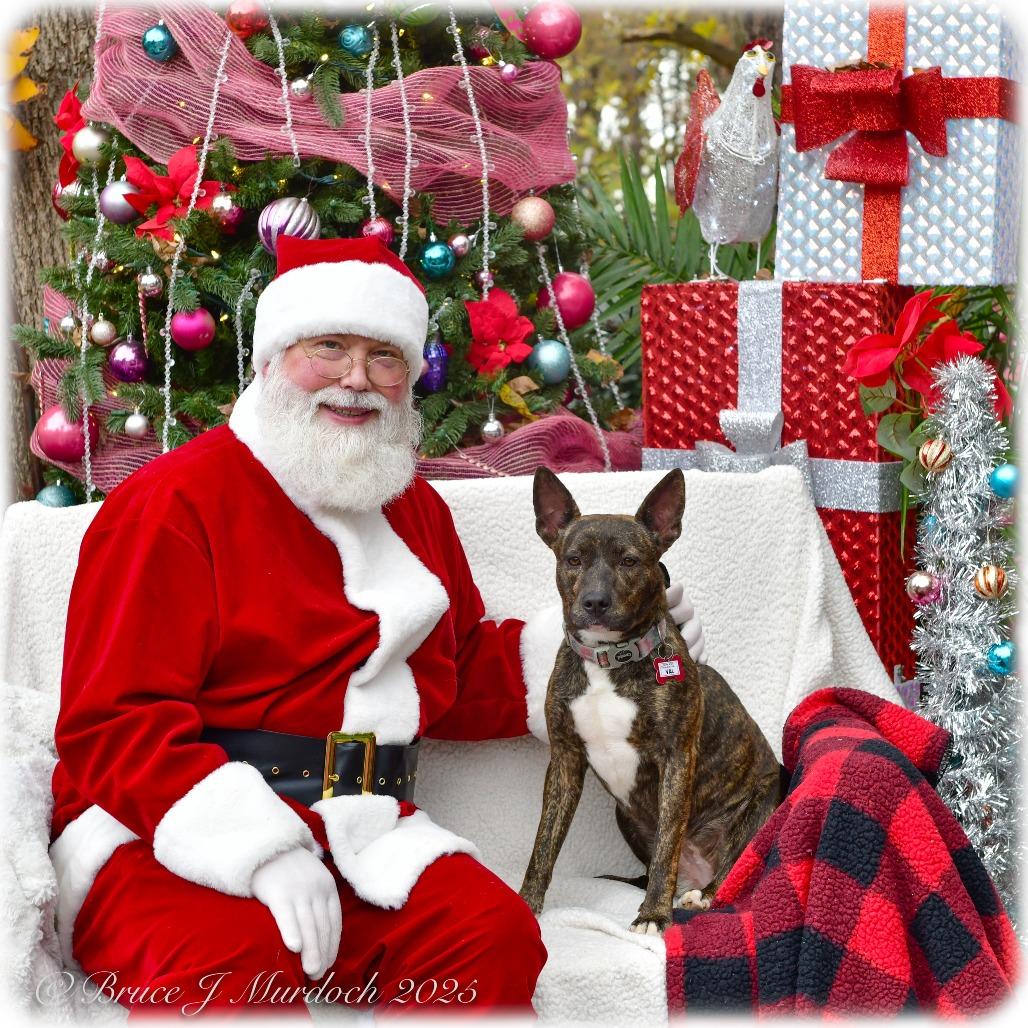 Enlarge Val, a Adoptable Feist in Wake Forest, NC image 5/6