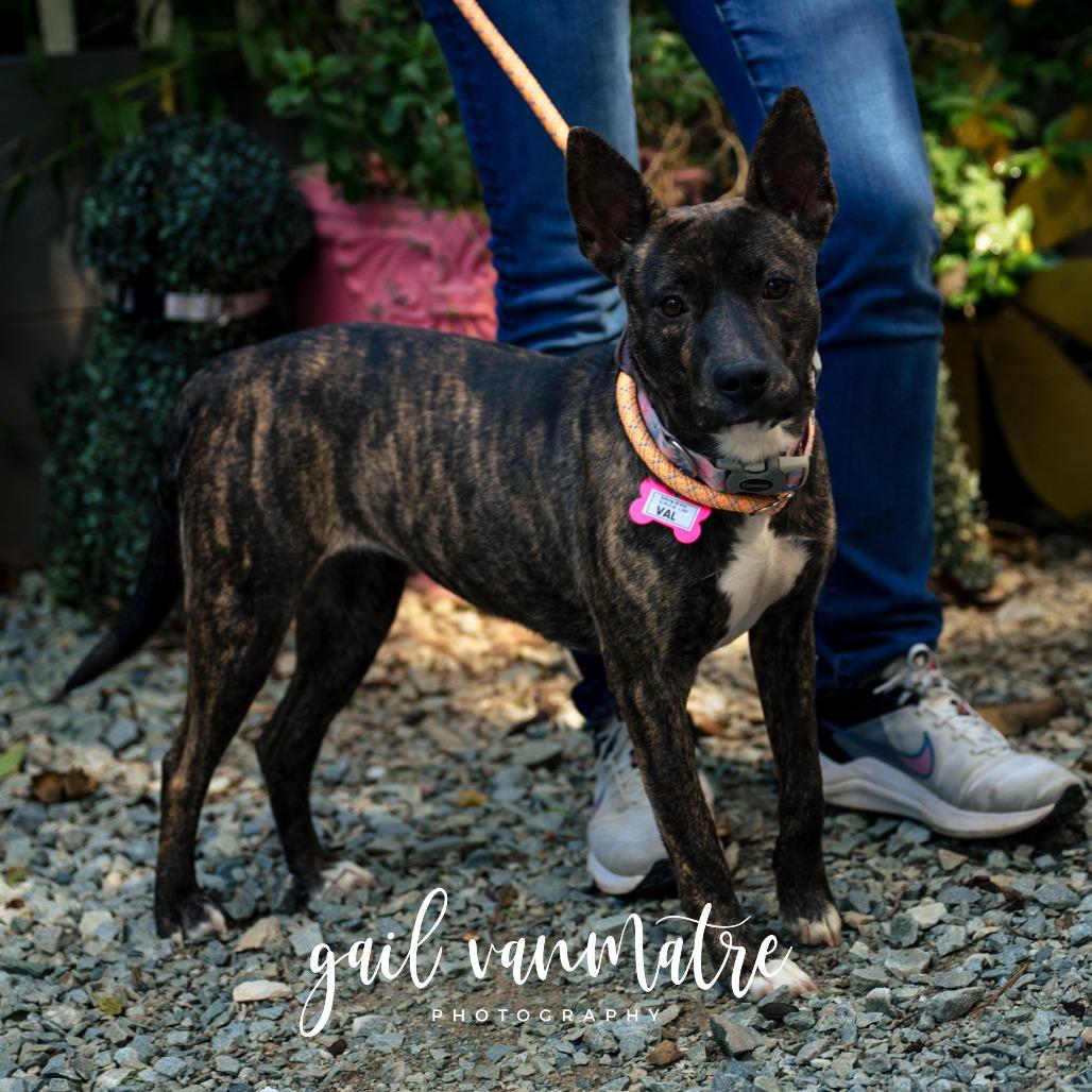 Enlarge Val, a Adoptable Feist in Wake Forest, NC image 6/6