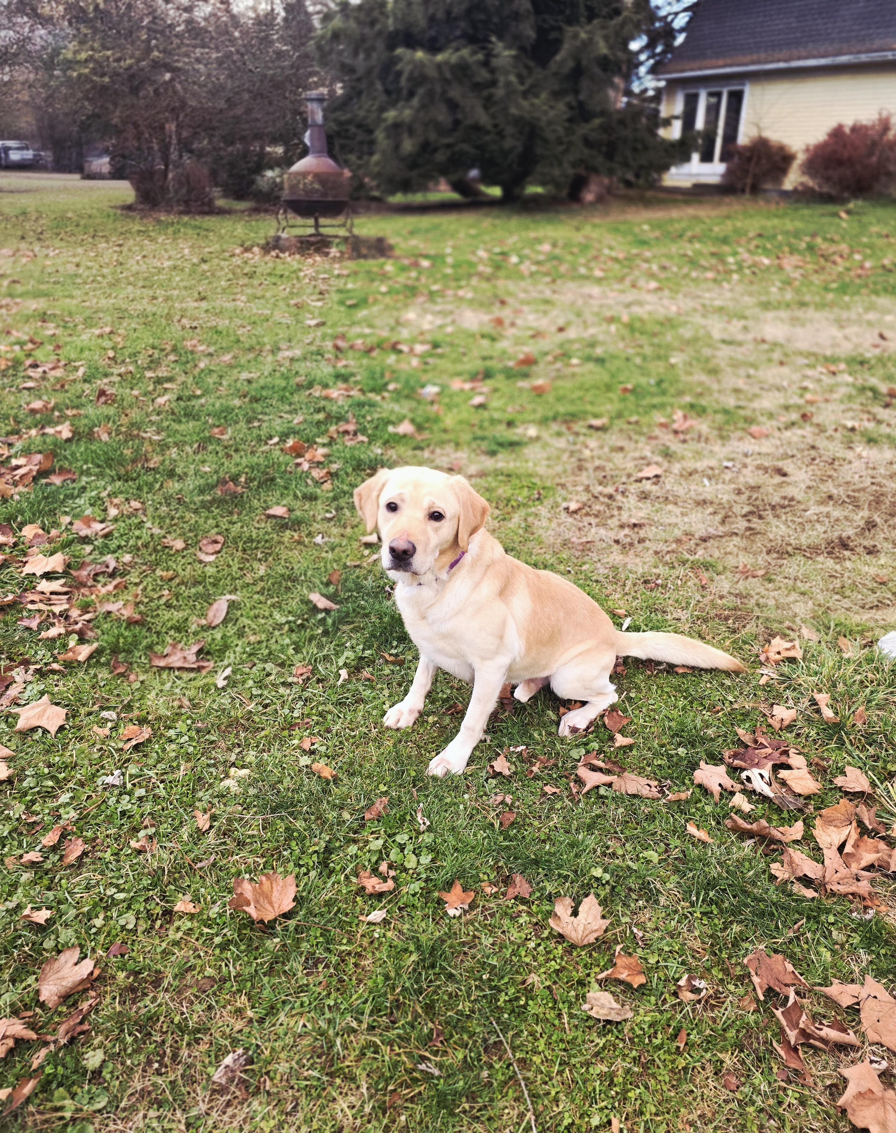 Cav (Purebred Yellow Lab)