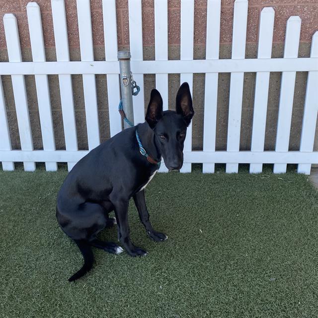 Enlarge GRACIE, a Adoptable mixed breed in Modesto, CA image 1/1