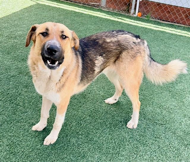 BARON, Adoptable, Young Male German Shepherd Dog & Great Pyrenees.