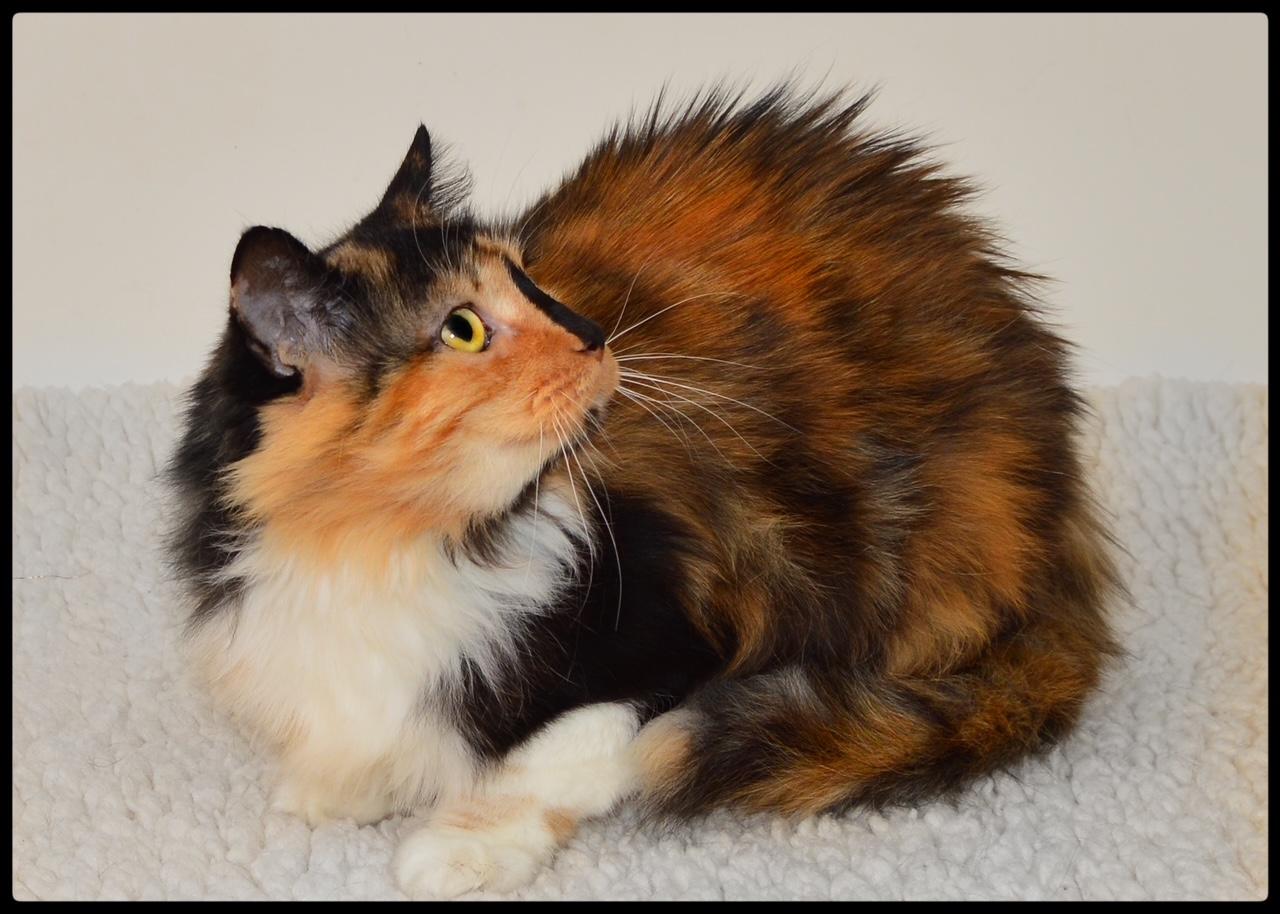 Shelly A061239, Adoptable, Adult Female Domestic Medium Hair.