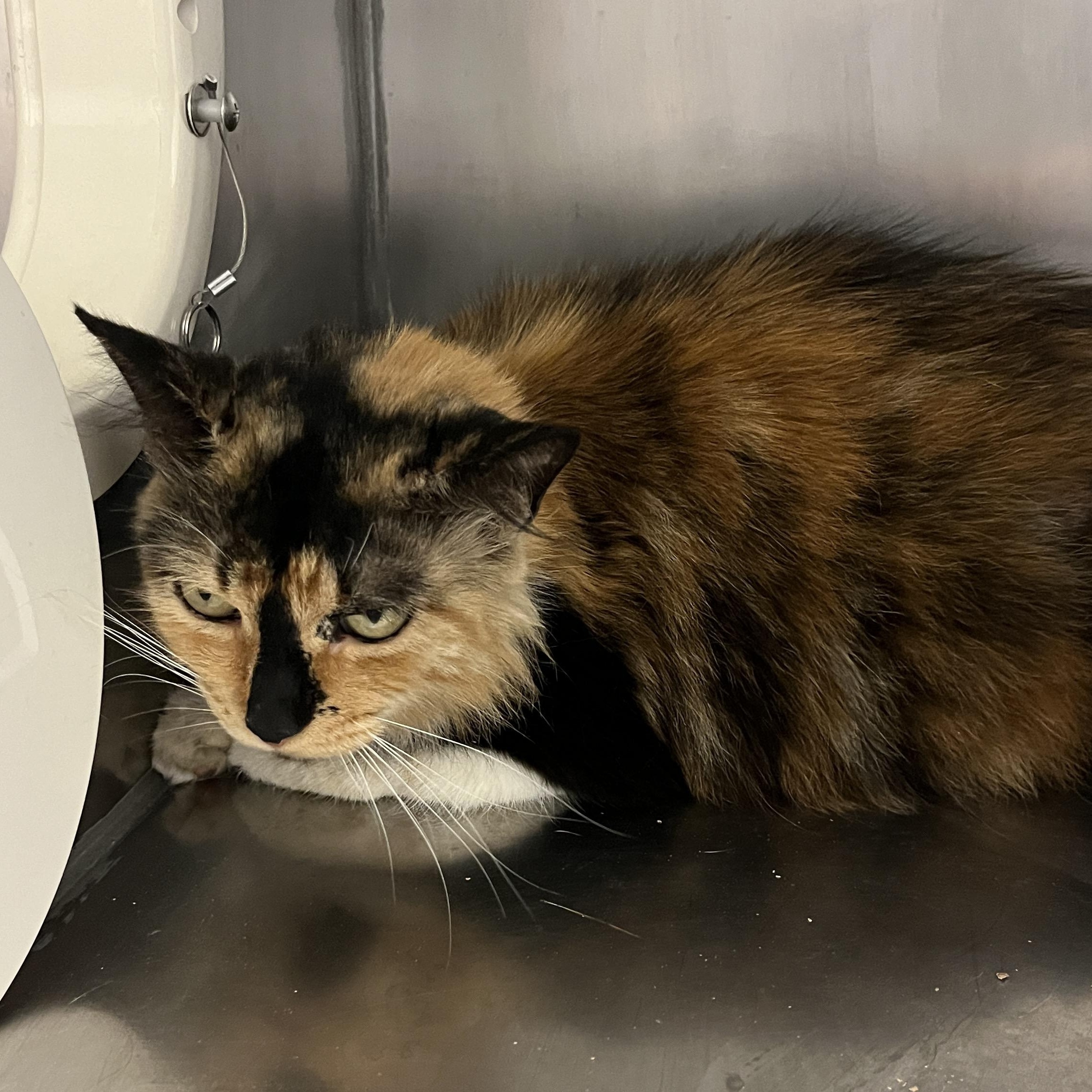 Enlarge Shelly A061239, a Adoptable Domestic Medium Hair in San Andreas, CA image 2/2
