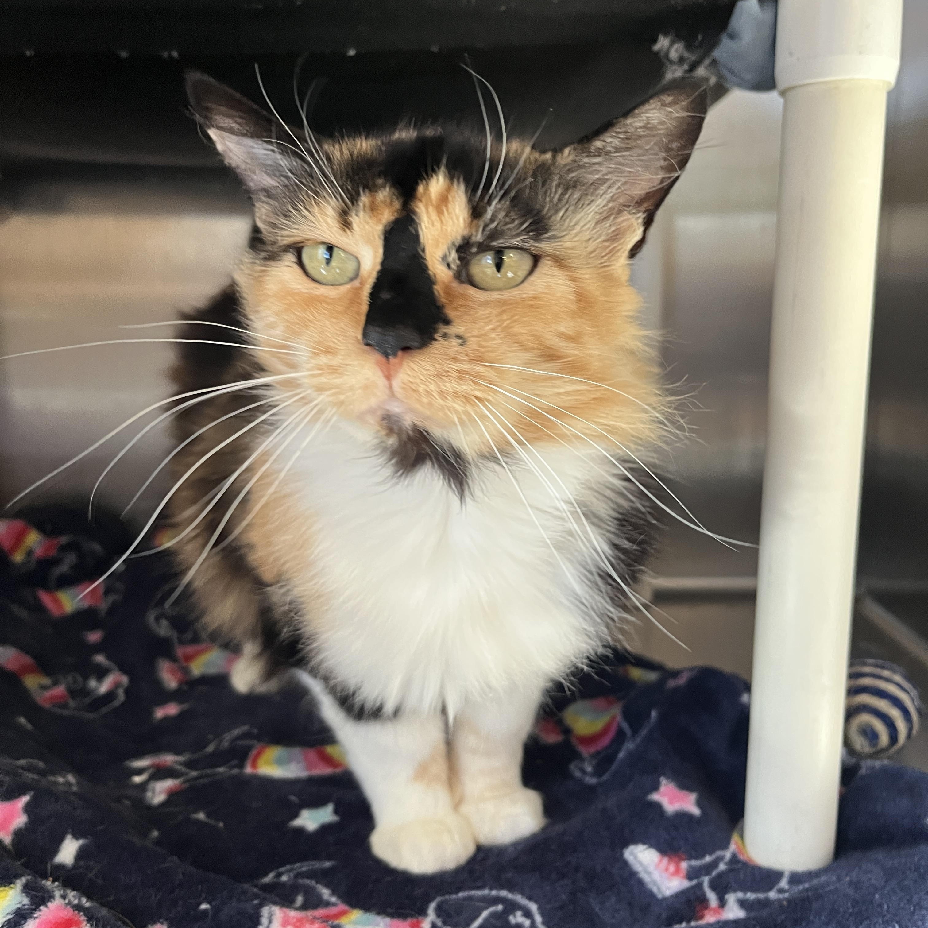 Shelly A061239, Adoptable, Adult Female Domestic Medium Hair.