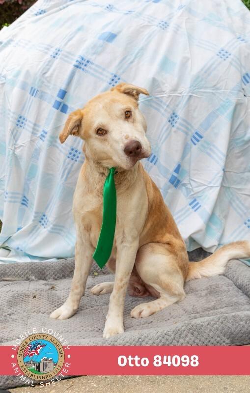 Otto, Adoptable, Adult Male Golden Retriever.
