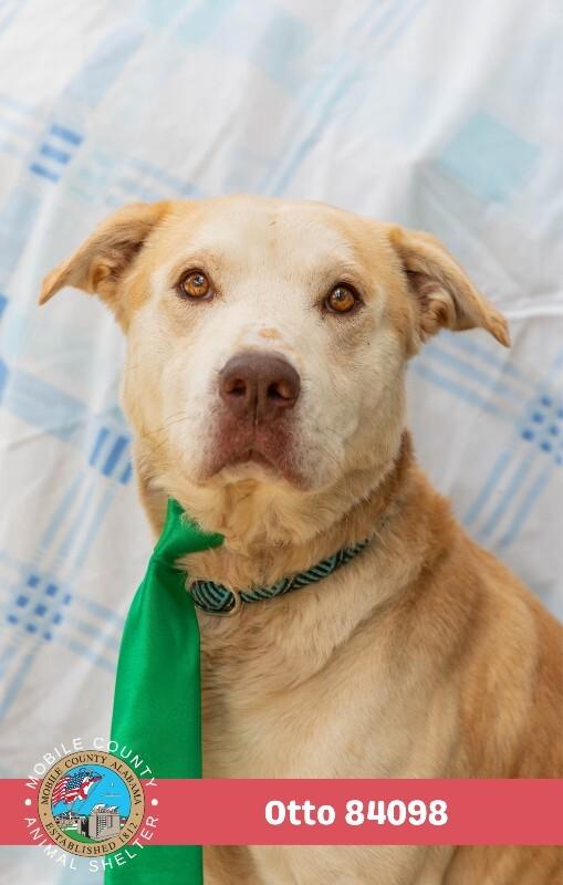 Otto, a Adoptable Golden Retriever in Mobile, AL image 2/2
