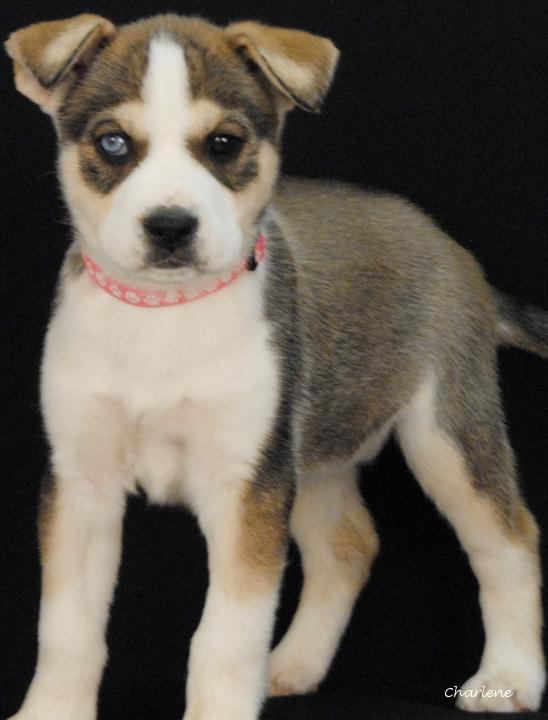 Astra, adopted, Puppy Female Husky.