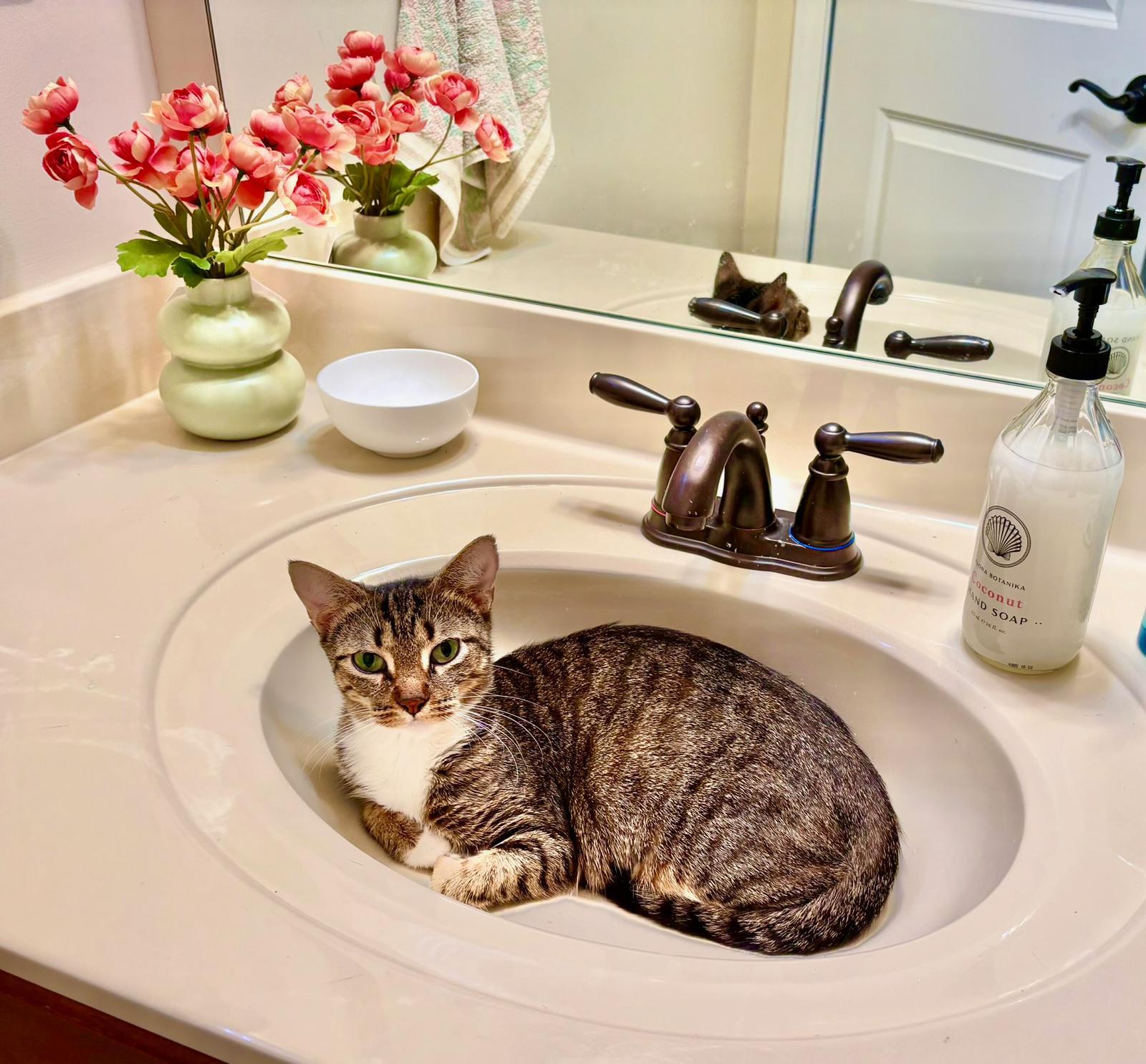 Honeybun, a ADOPTABLE Tabby in Sandy Springs, GA image 2/4