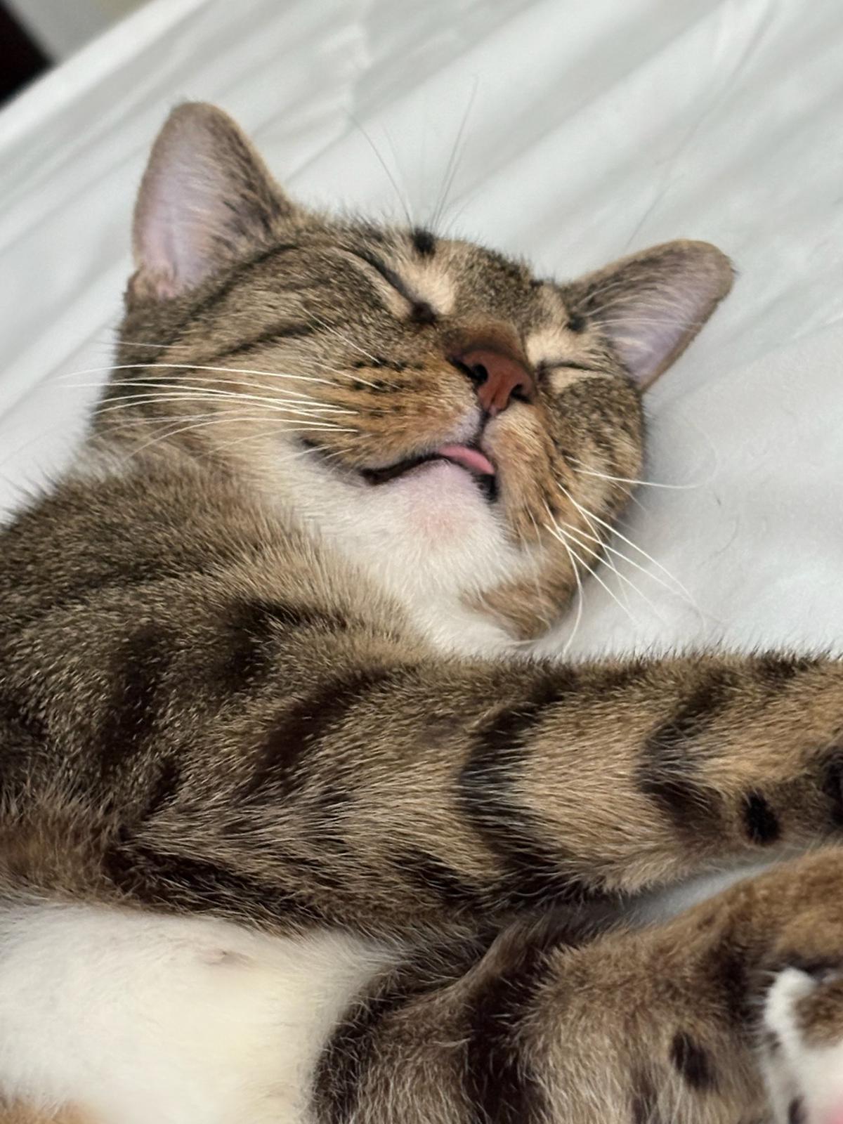 Honeybun, a ADOPTABLE Tabby in Sandy Springs, GA image 3/4