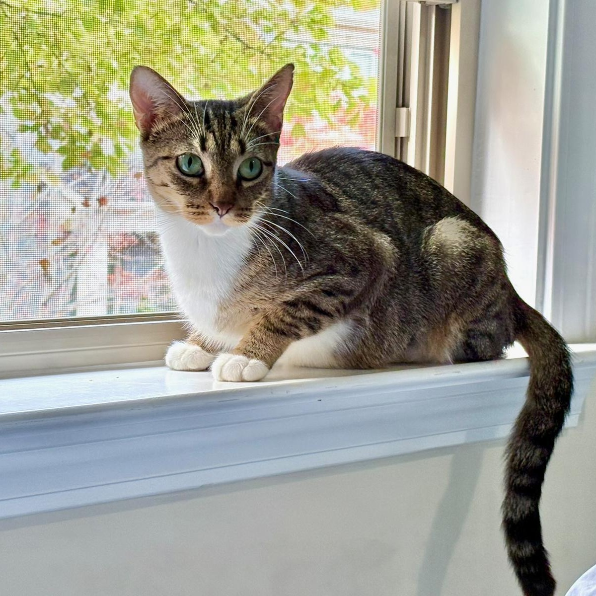 Honeybun, a ADOPTABLE Tabby in Sandy Springs, GA image 1/4