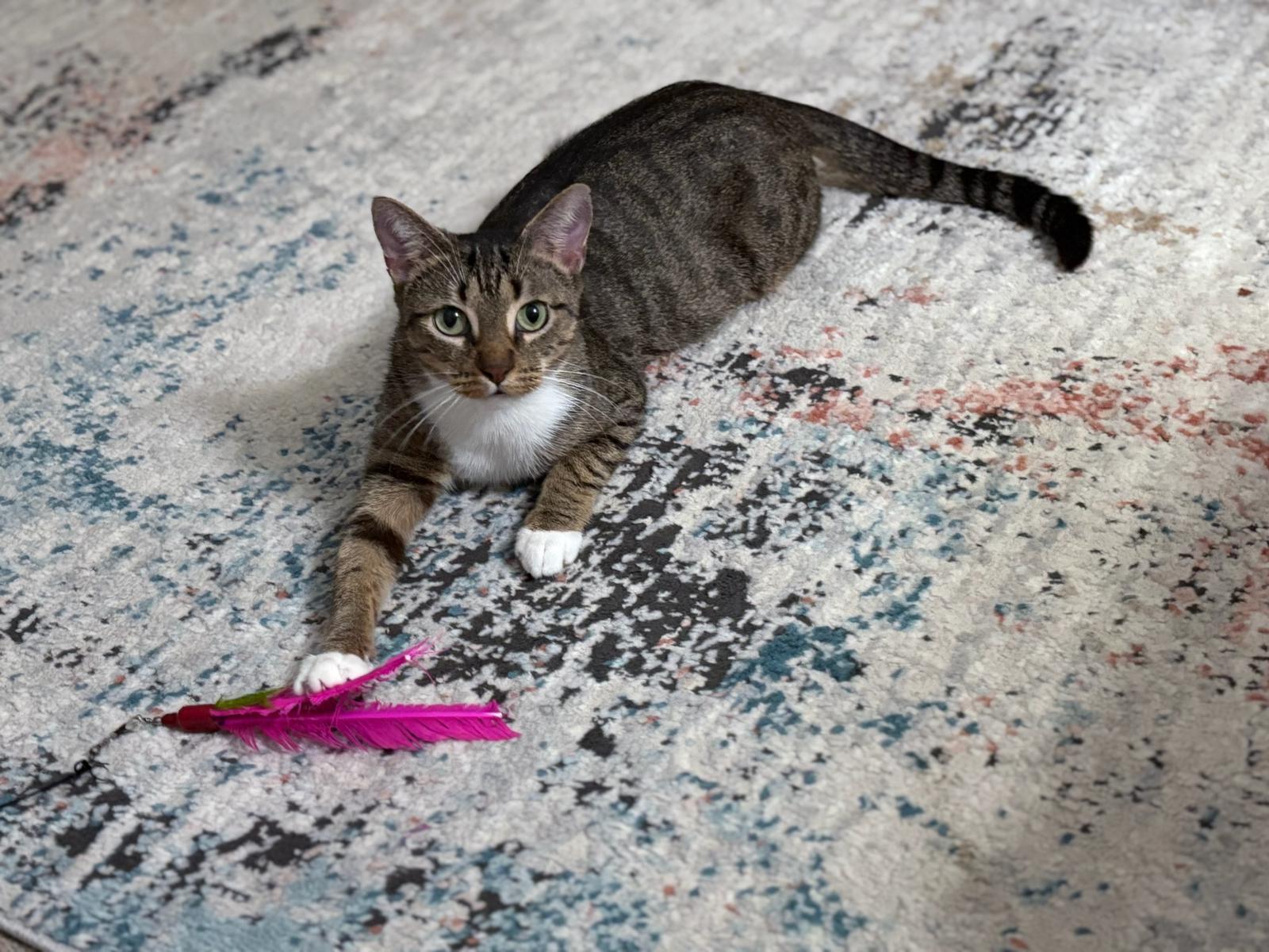 Honeybun, a ADOPTABLE Tabby in Sandy Springs, GA image 4/4