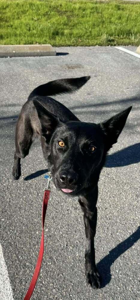 Jack, Adoptable, Young Male German Shepherd Dog.