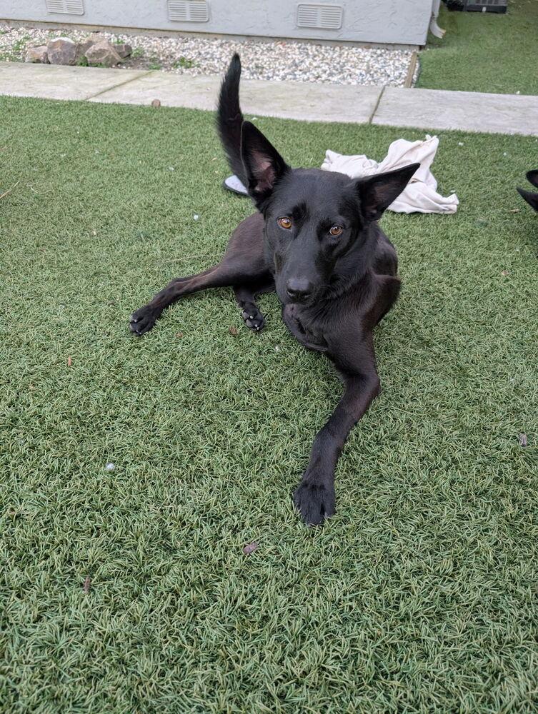 Enlarge Jack, a Adoptable mixed breed in Pleasant Hill, CA image 3/6