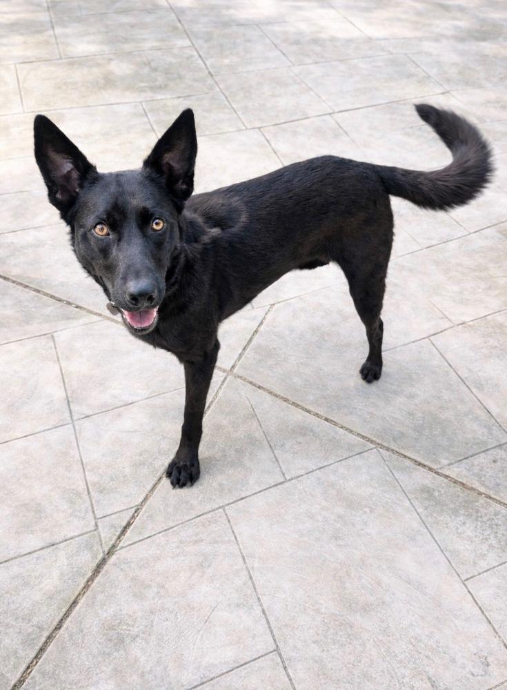 Enlarge Jack, a Adoptable mixed breed in Pleasant Hill, CA image 5/6