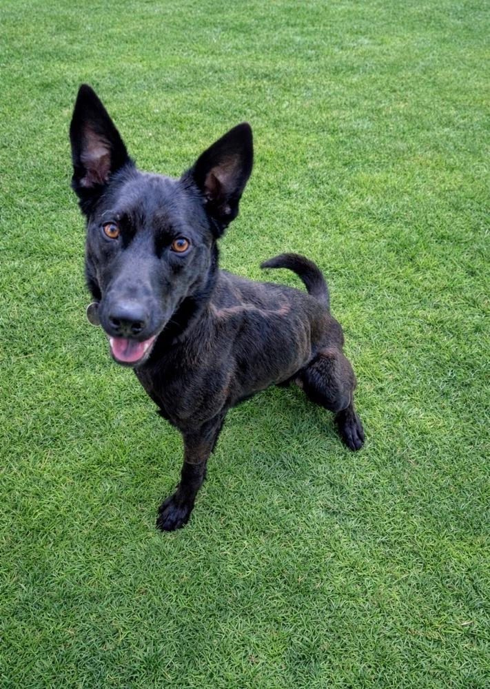 Enlarge Jack, a Adoptable mixed breed in Pleasant Hill, CA image 5/6