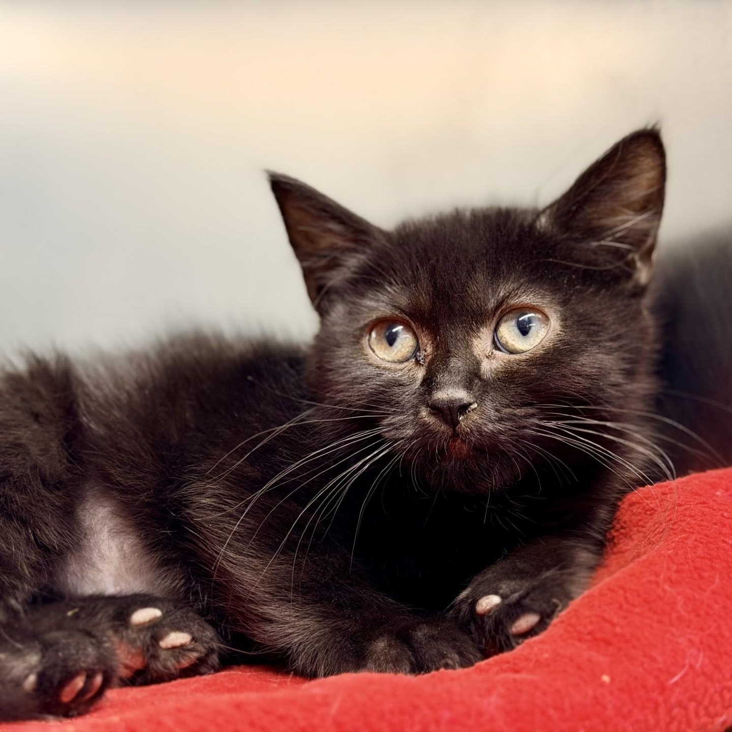 Demi, adopted, Kitten Female Domestic Short Hair.