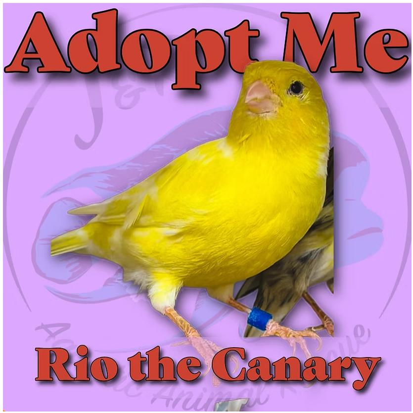 Enlarge Rio the Yellow Canary, a Adoptable Finch in Neenah, WI image 1/1