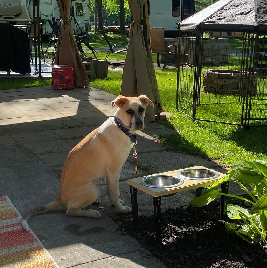 Enlarge Tucker, a Adoptable mixed breed in Endicott, NY image 5/5