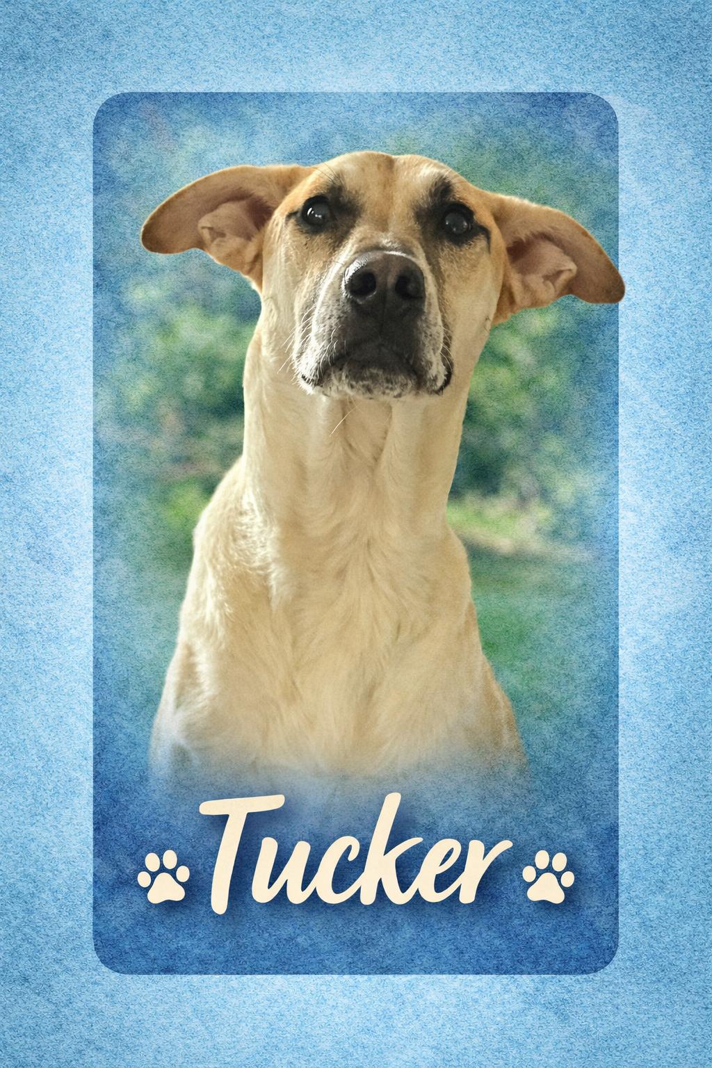 Tucker, a Adoptable mixed breed in Binghamton, NY image 1/5