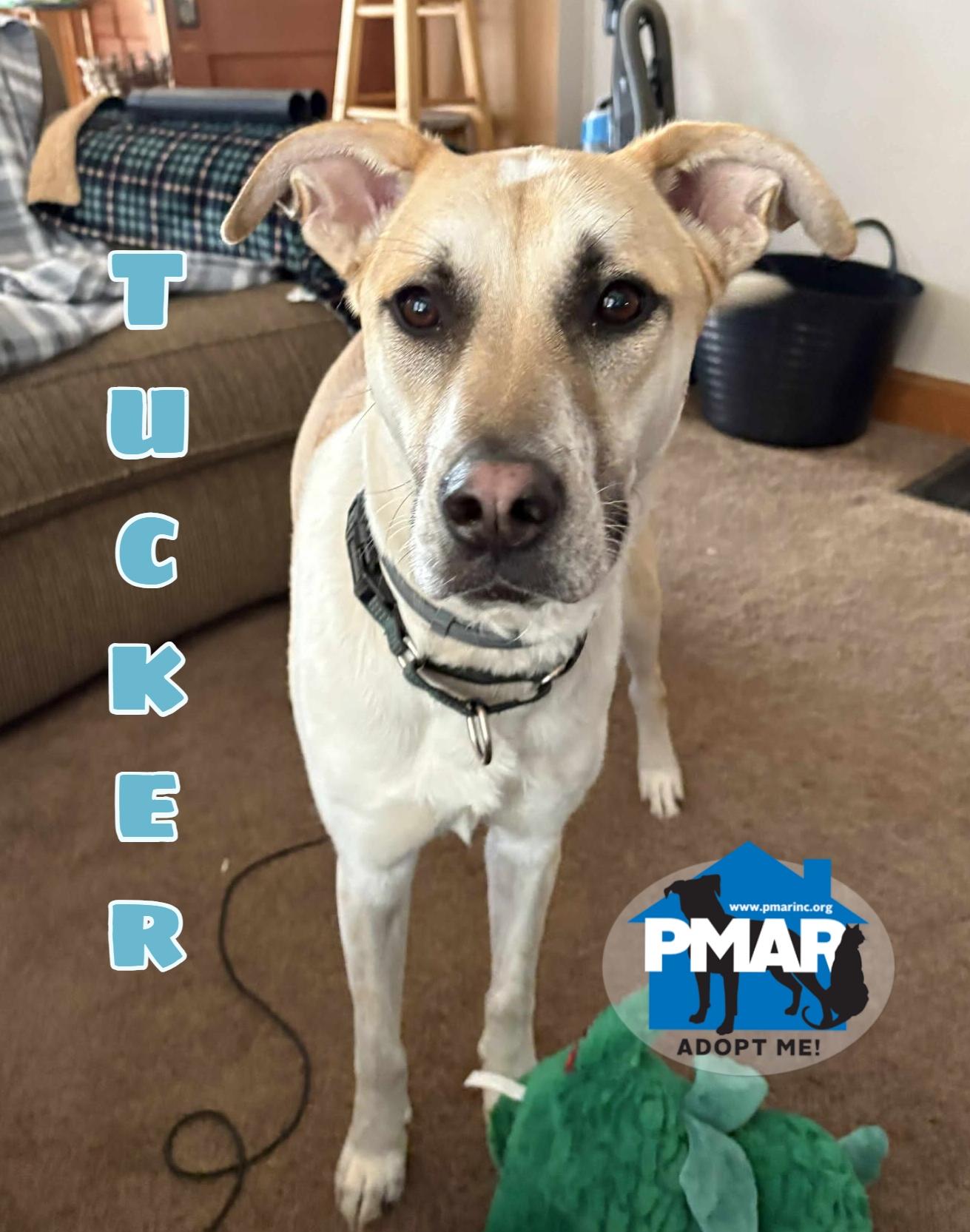 Enlarge Tucker, a Adoptable mixed breed in Endicott, NY image 1/5