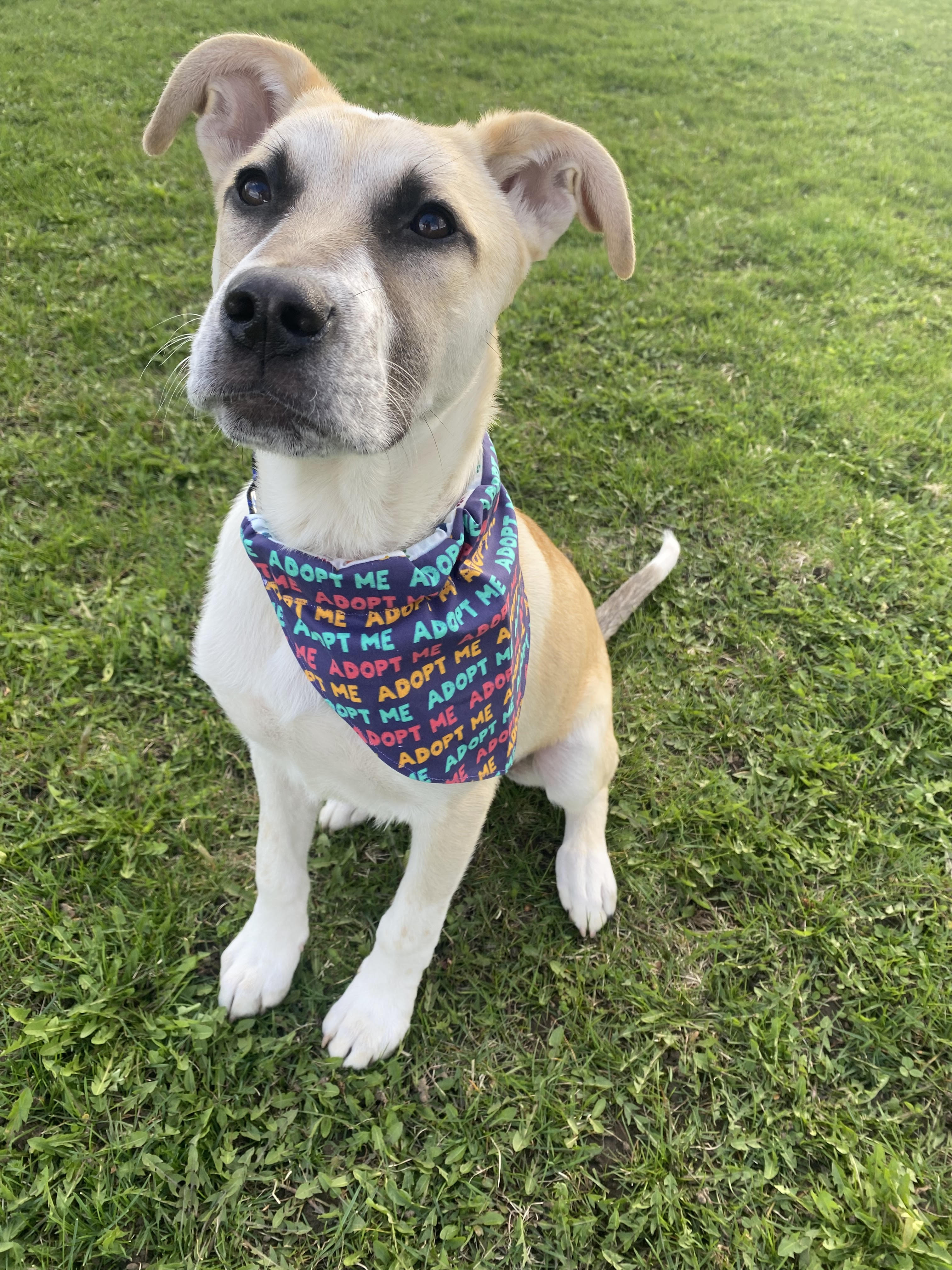 Enlarge Tucker, a Adoptable mixed breed in Endicott, NY image 4/5