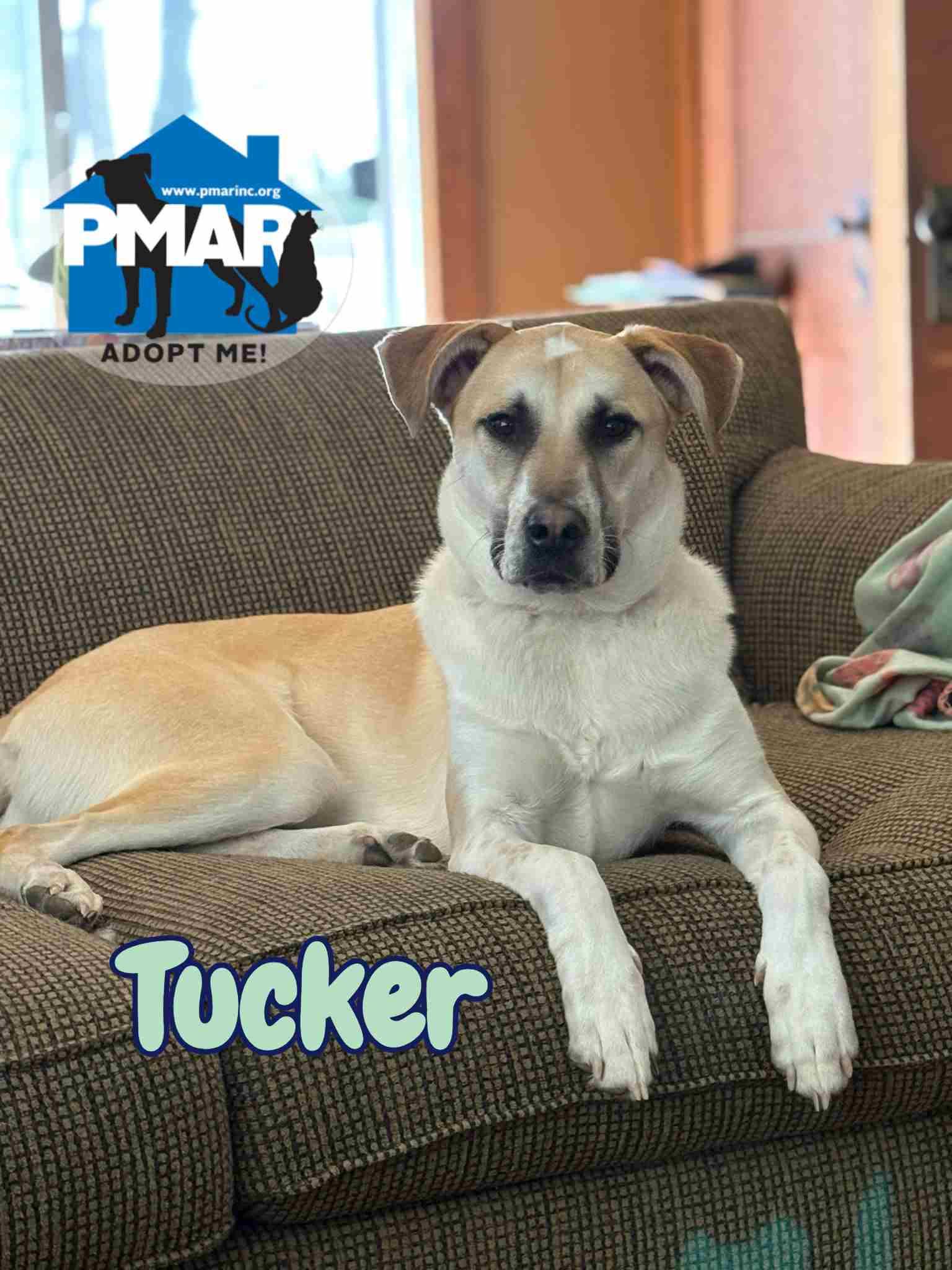 Enlarge Tucker, a Adoptable mixed breed in Endicott, NY image 1/5