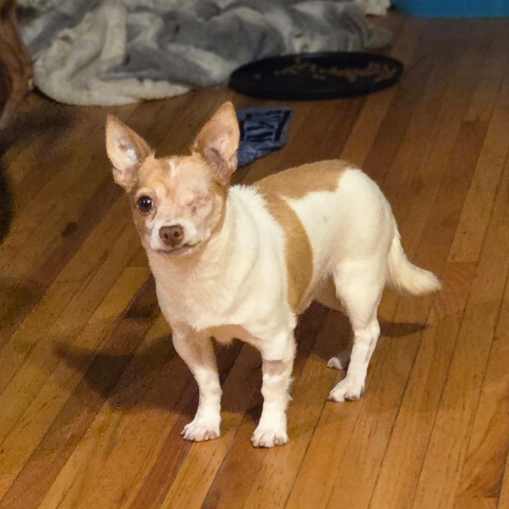 Shorty — thumbnail 2