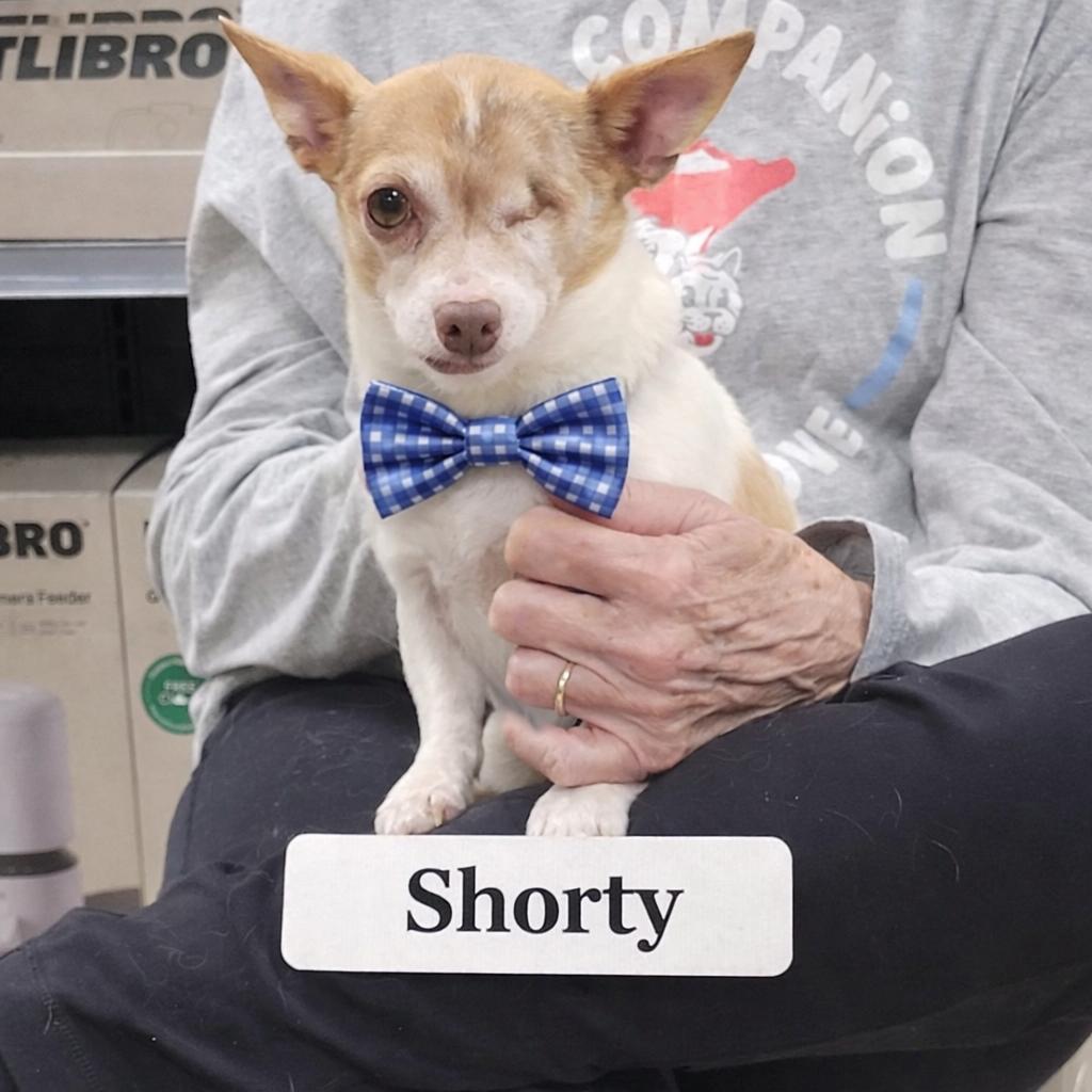 Shorty — thumbnail 3