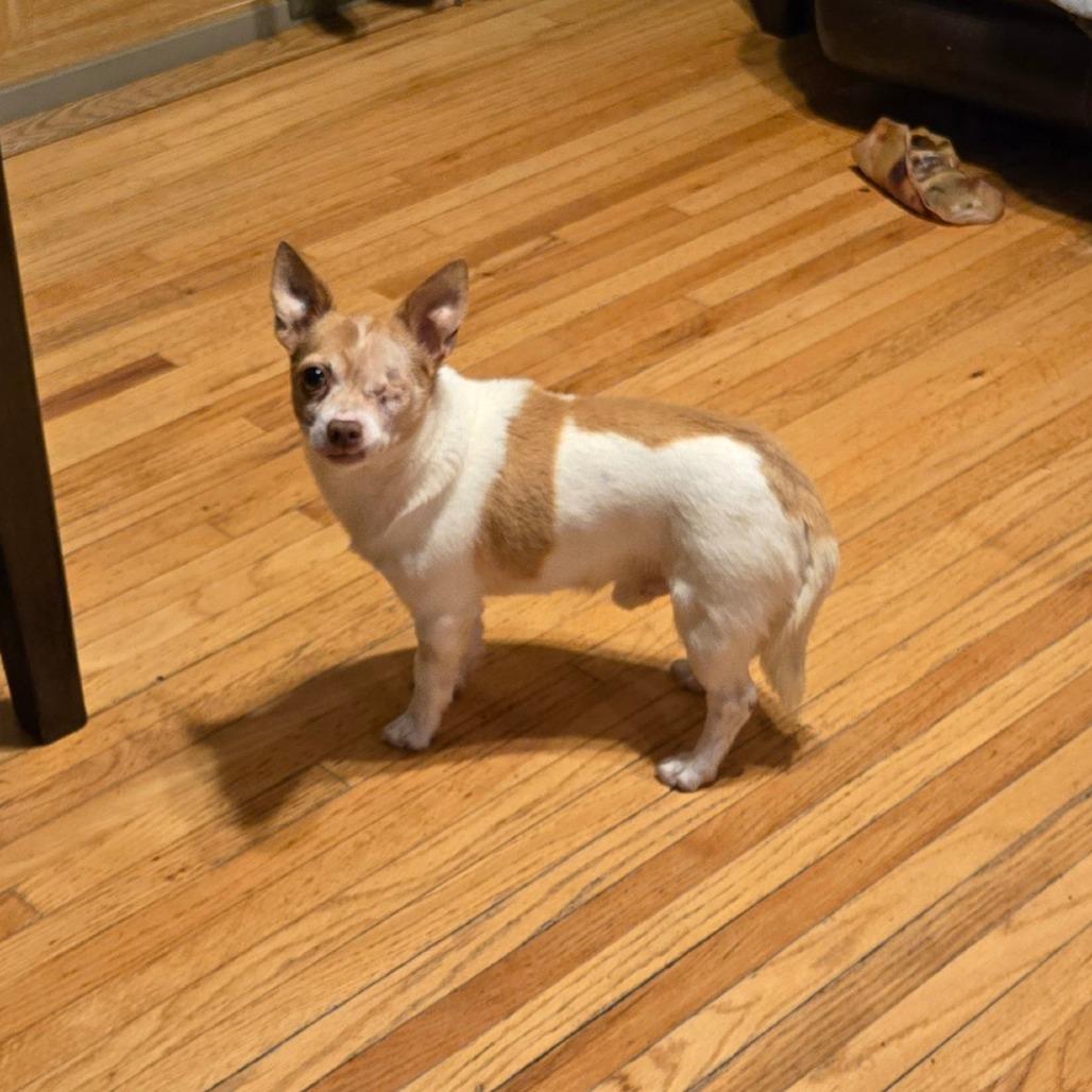 Shorty — thumbnail 4