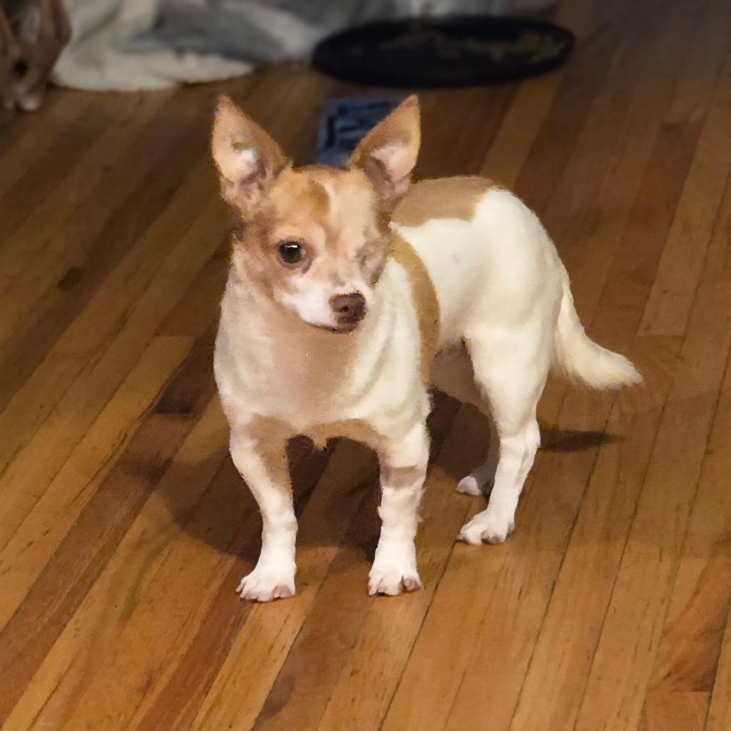 Shorty — thumbnail 5