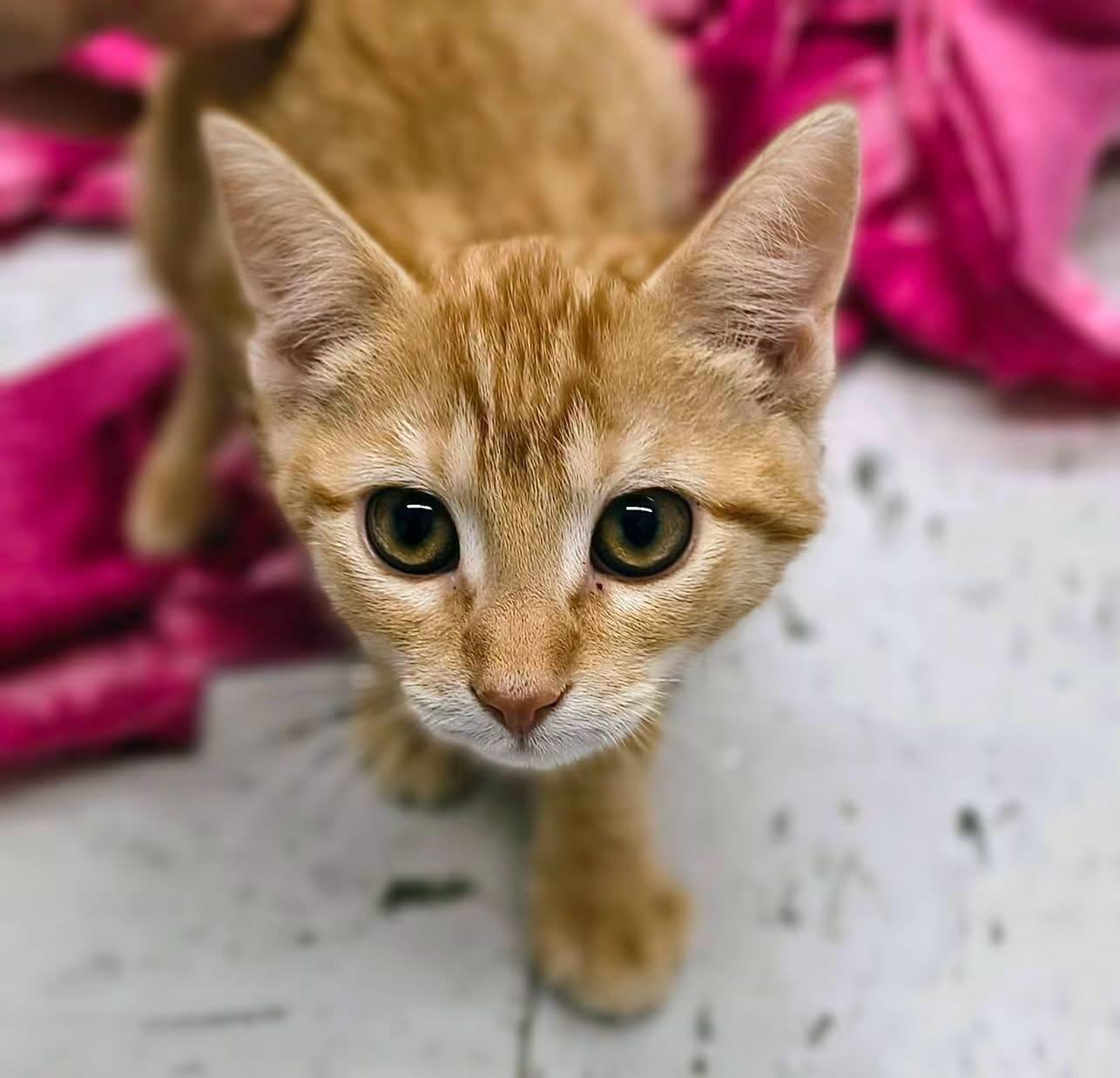 Enlarge Punkin, a Adoptable Domestic Short Hair in Oriental , NC image 1/1