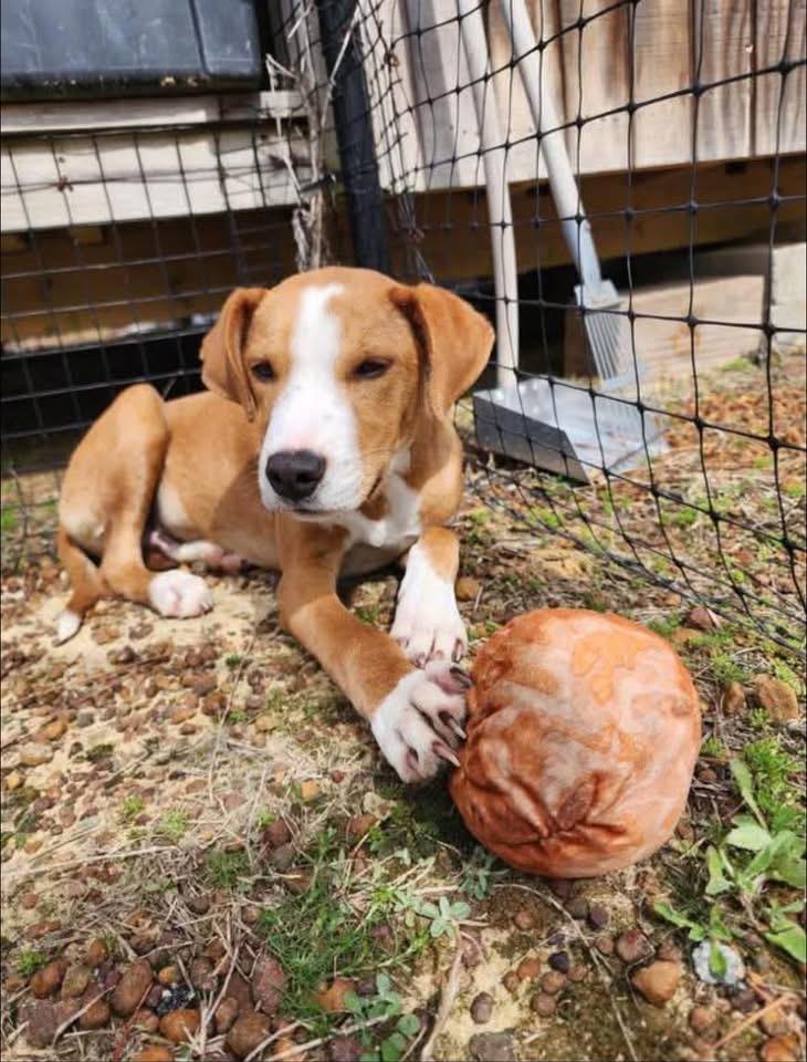 Enlarge Oscar, a ADOPTABLE mixed breed in Griswold, CT image 1/2