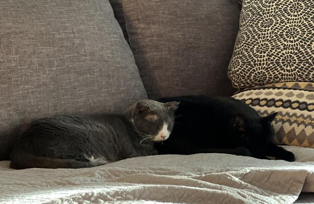 Enlarge Odin, a Adoptable Domestic Short Hair in Clinton Township, MI image 1/6