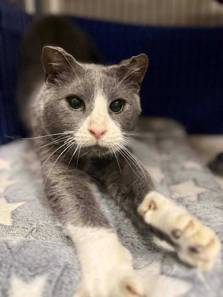 Enlarge Odin, a Adoptable Domestic Short Hair in Clinton Township, MI image 2/6