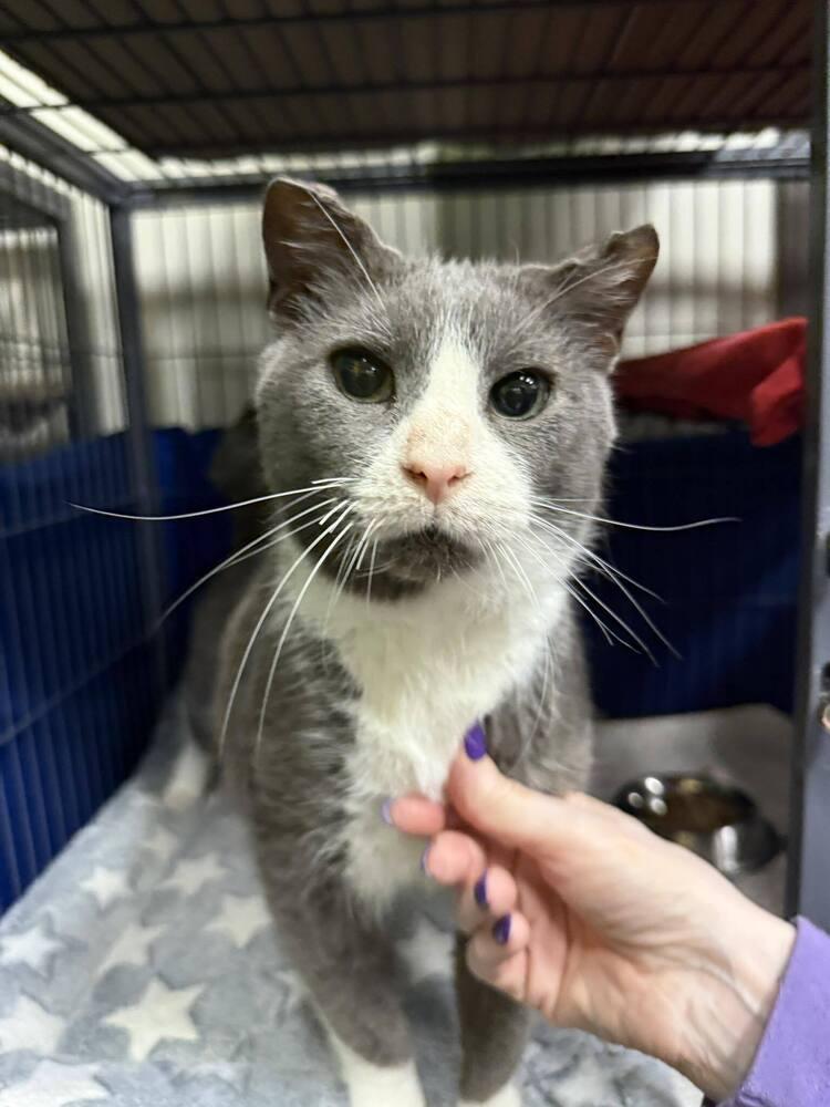 Enlarge Odin, a Adoptable Domestic Short Hair in Clinton Township, MI image 3/6