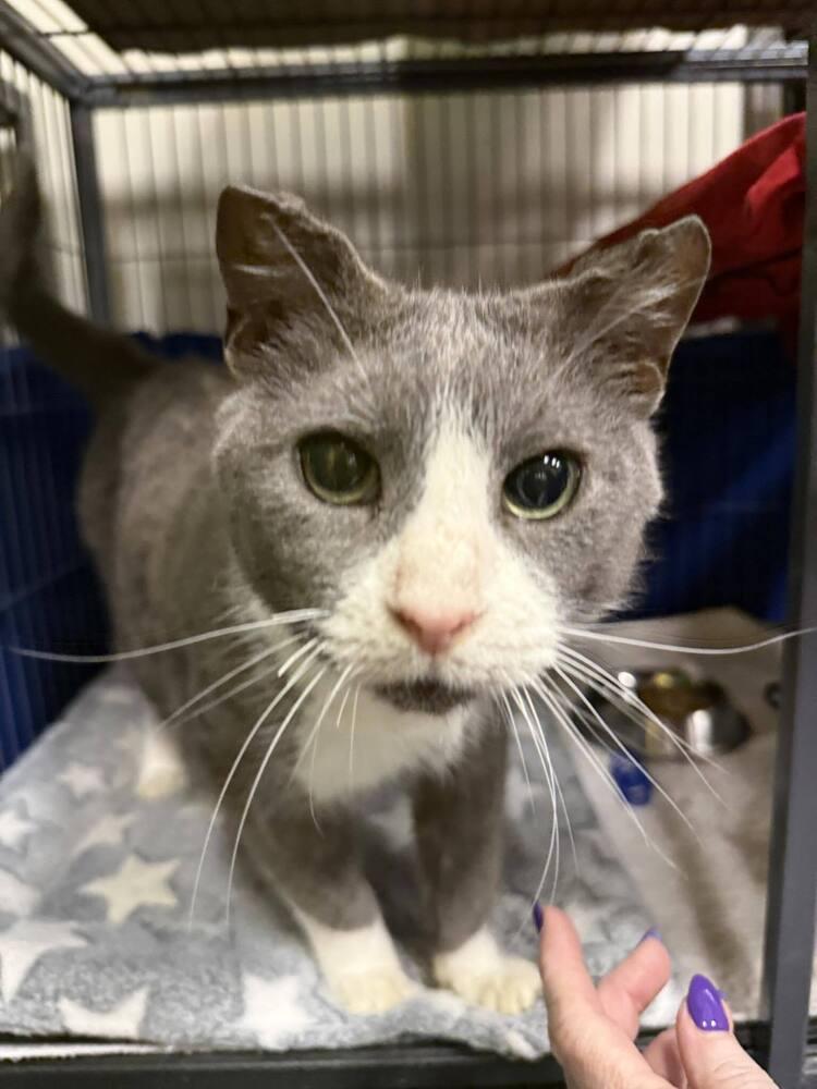 Enlarge Odin, a Adoptable Domestic Short Hair in Clinton Township, MI image 5/6