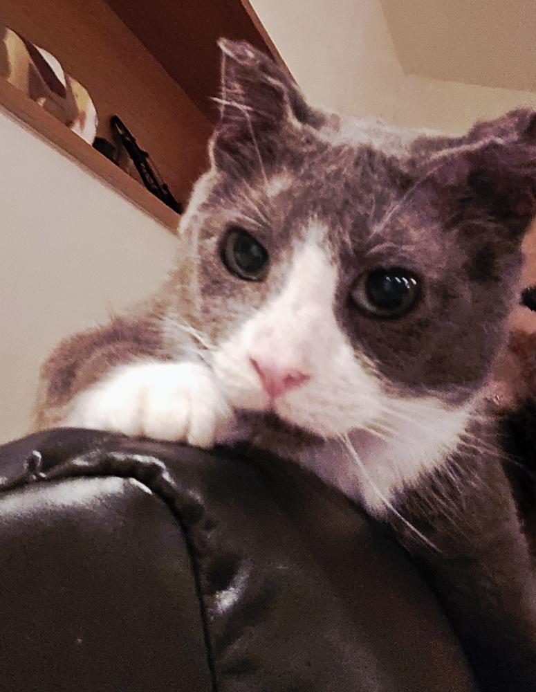 Enlarge Odin, a Adoptable Domestic Short Hair in Clinton Township, MI image 6/6