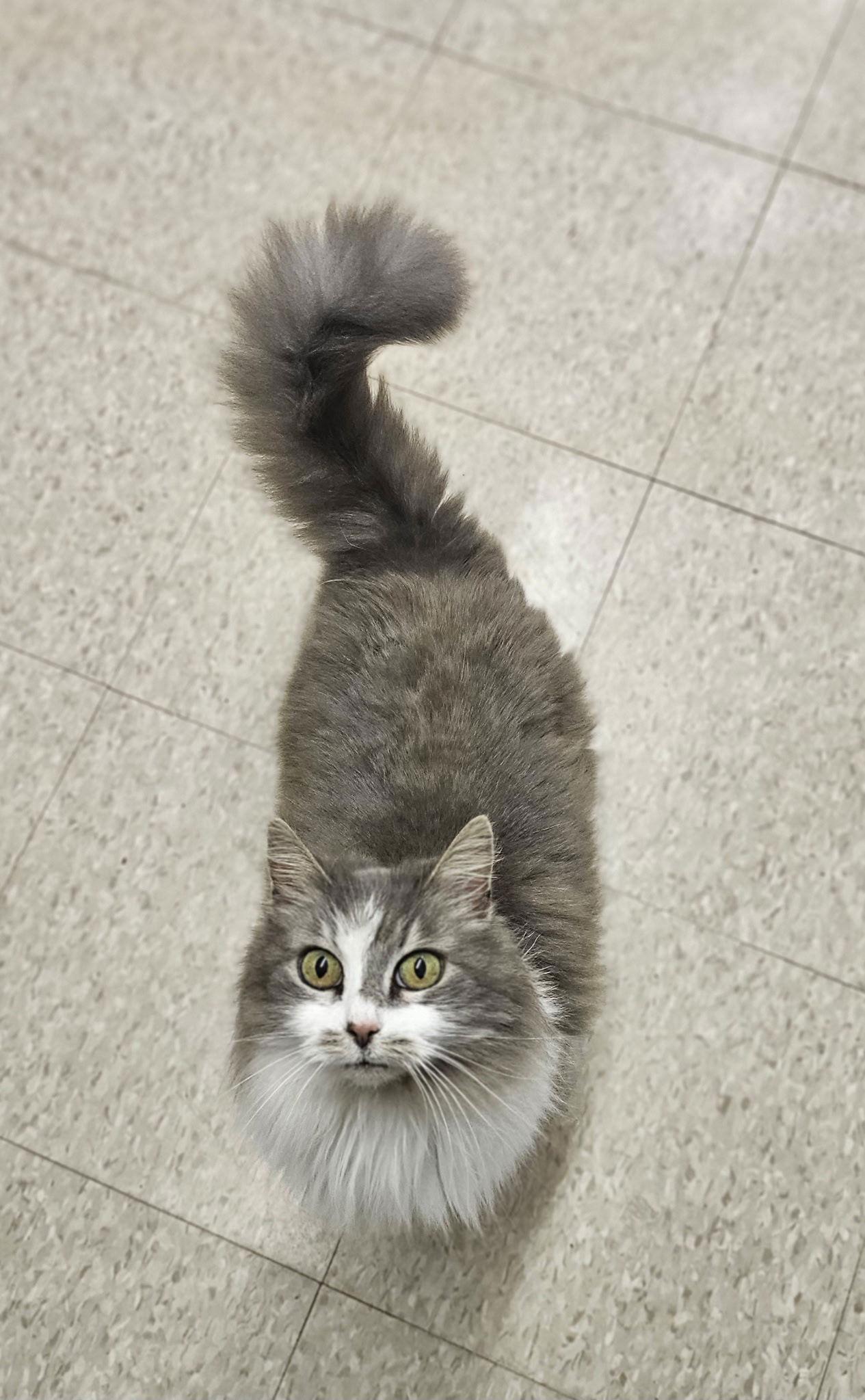 Daffodil, Adoptable, Adult Female Domestic Long Hair.