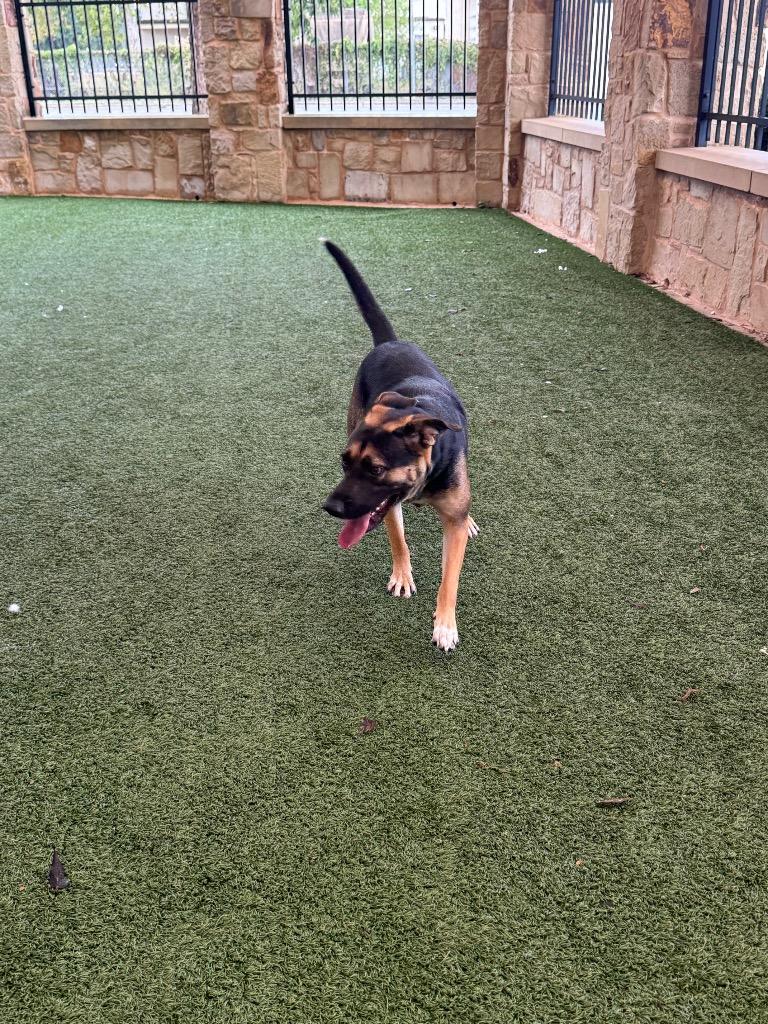 Enlarge Follie, a Adoptable mixed breed in Seguin, TX image 1/3