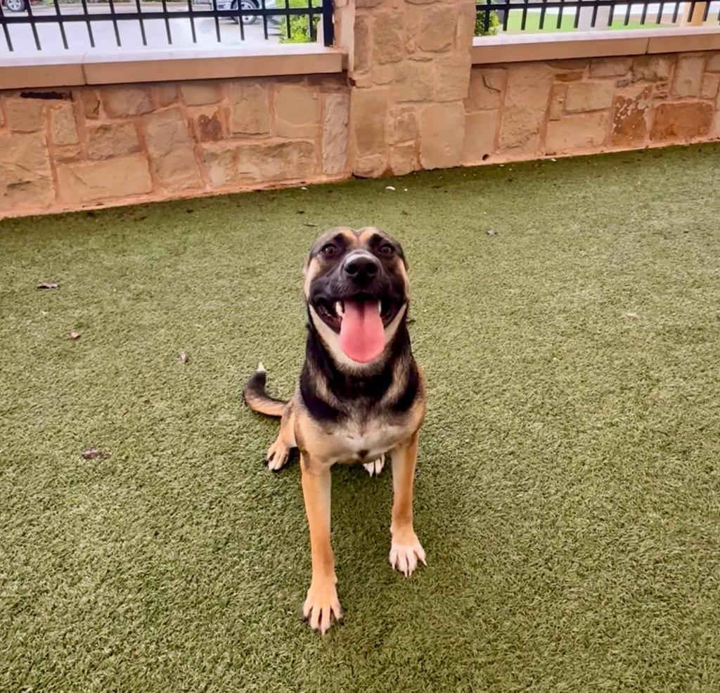 Enlarge Follie, a Adoptable mixed breed in Seguin, TX image 2/3