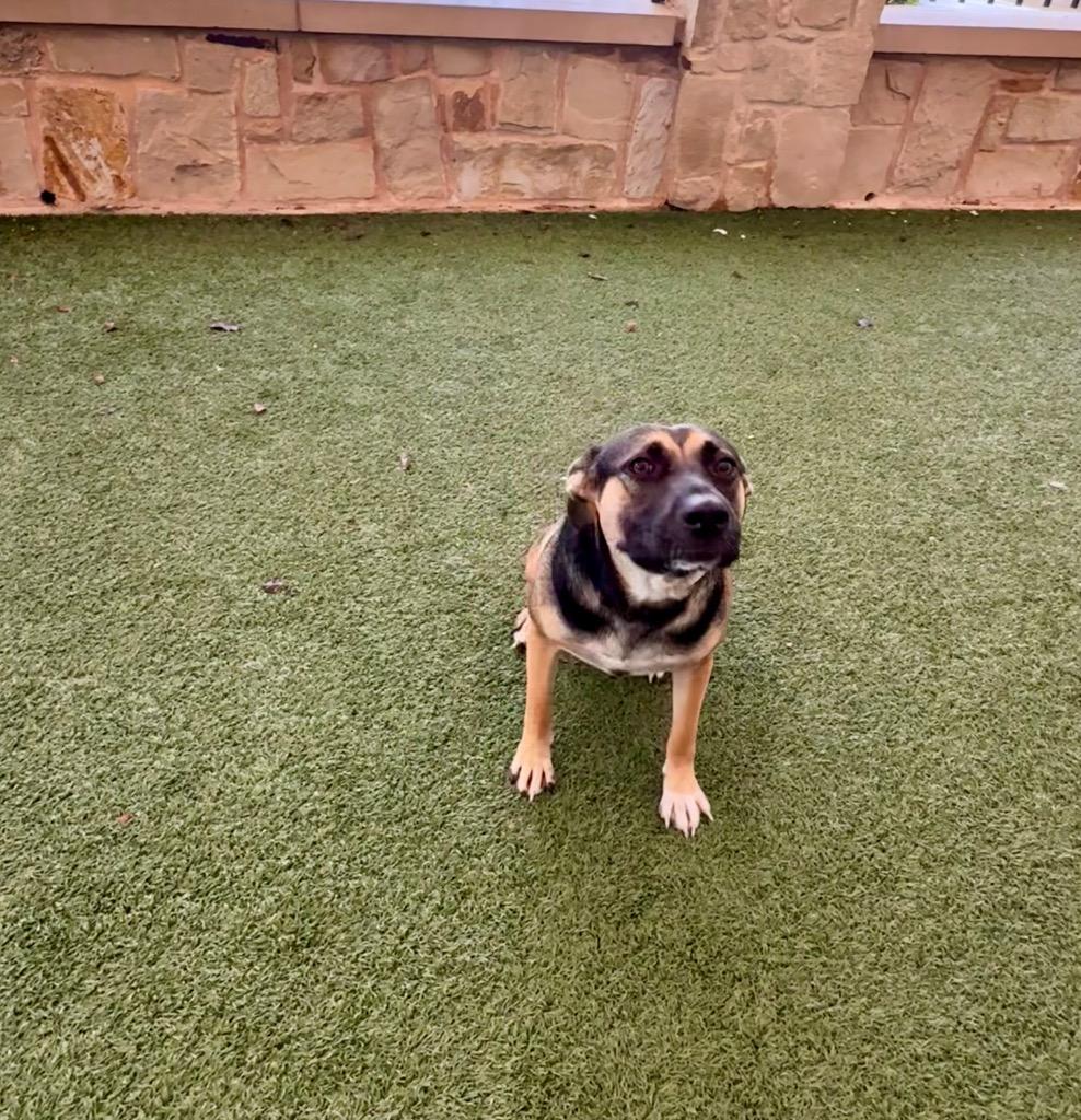 Enlarge Follie, a Adoptable mixed breed in Seguin, TX image 3/3