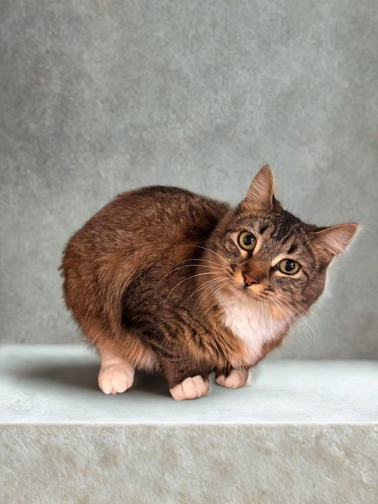 Lady MouseTrap, Adoptable, Young Female Domestic Short Hair.