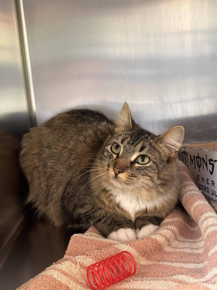 Enlarge Lady MouseTrap, a Adoptable Domestic Short Hair in Statesboro, GA image 2/2