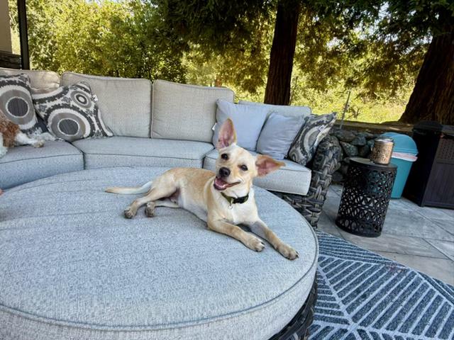Enlarge Kobe, a Adoptable mixed breed in clayton , CA image 3/5